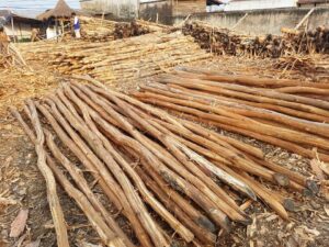 Read more about the article UKURAN & HARGA KAYU DOLKEN GELAM ( 0811 123 3393 – 0859 2002 2005)