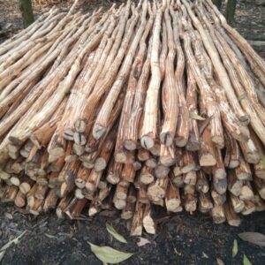 Read more about the article Mengenal Kayu Dolken Puspa: 7 Kualitas Unggul